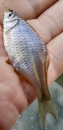 タイリクバラタナゴの釣果