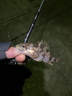 タケノコメバルの釣果