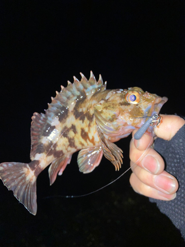 カサゴの釣果