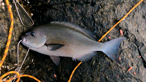 オナガグレの釣果