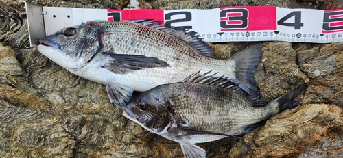 クロダイの釣果