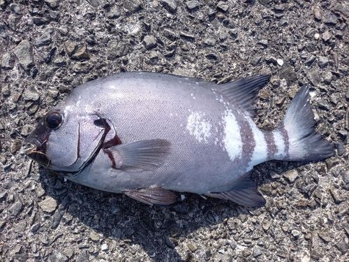 イシダイの釣果