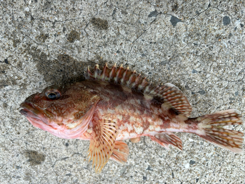 カサゴの釣果