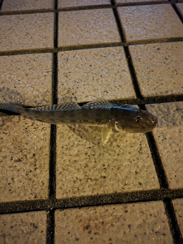 砂町運河で釣れたハゼの釣り・釣果情報 - アングラーズ