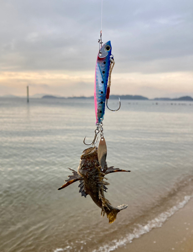 オニオコゼの釣果