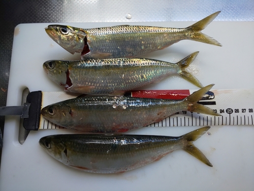 カタボシイワシの釣果