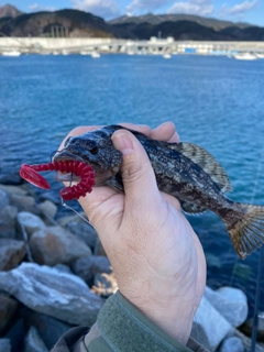 アイナメの釣果