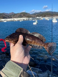 クジメの釣果