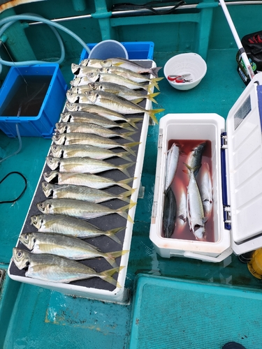 マアジの釣果