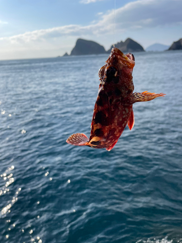 アラカブの釣果