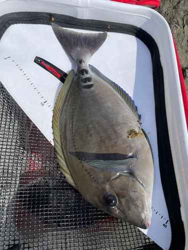 サンノジの釣果