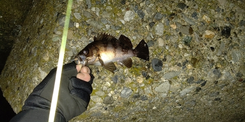 シロメバルの釣果