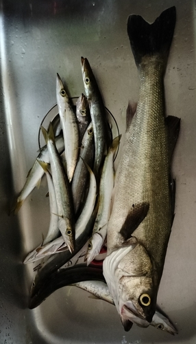 シーバスの釣果