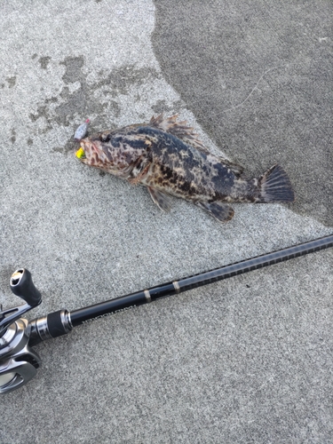 ベッコウゾイの釣果