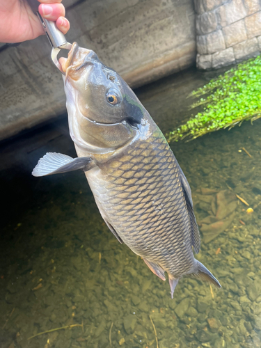 コイの釣果