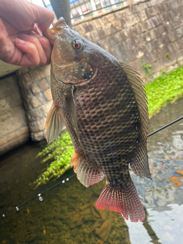 ナイルティラピアの釣果