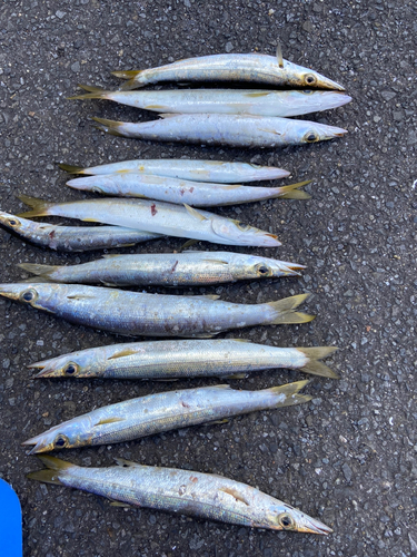 カマスの釣果