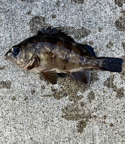 メバルの釣果