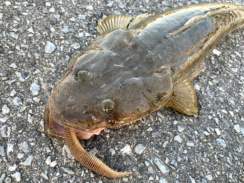 ミナミマゴチの釣果