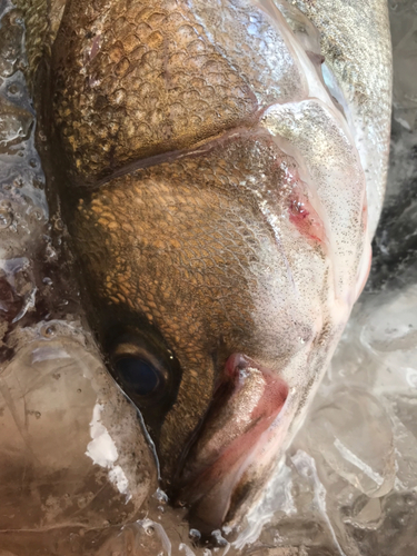 スズキの釣果