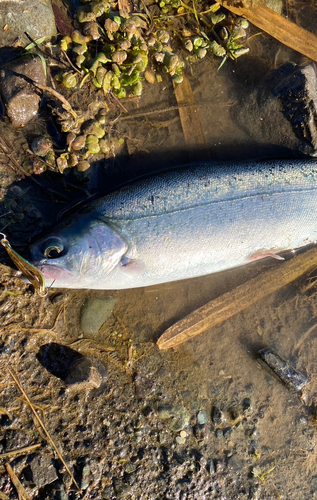 ニジマスの釣果