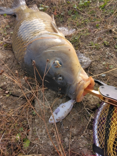 コイの釣果