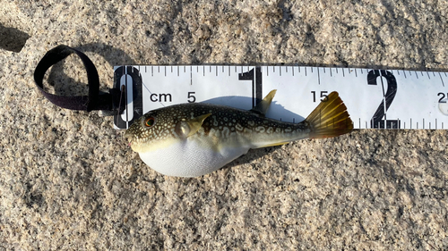 コモンフグの釣果