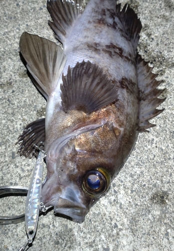 シロメバルの釣果