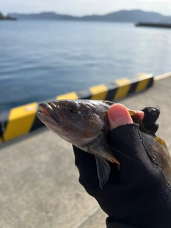 アイナメの釣果