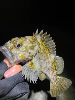 オウゴンムラソイの釣果