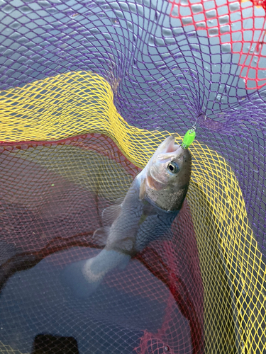 ニジマスの釣果