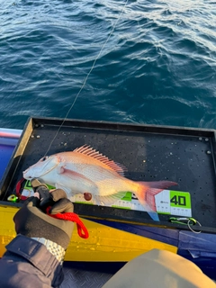 マダイの釣果