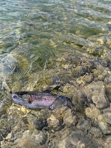 ニジマスの釣果