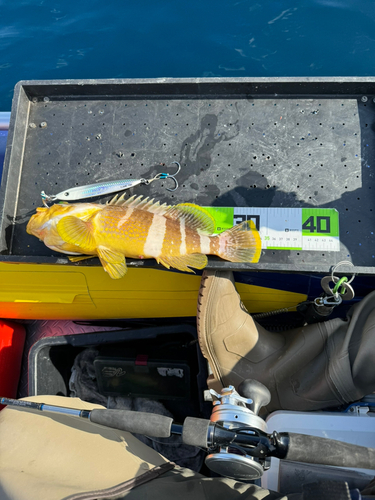 アオハタの釣果