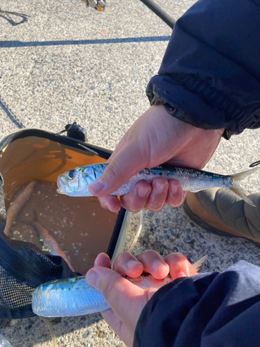 マイワシの釣果