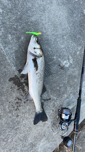 シーバスの釣果