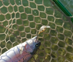 ニジマスの釣果