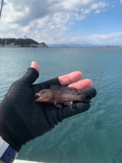 オオモンハタの釣果