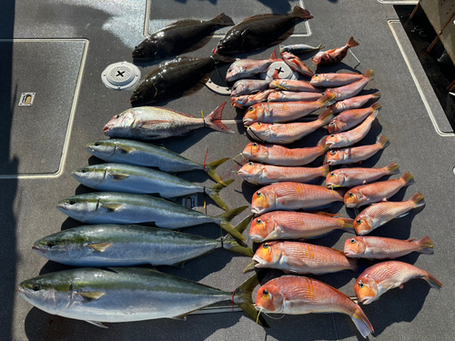 ワラサの釣果