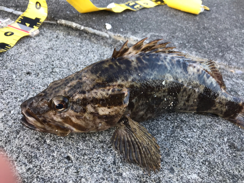 ベッコウゾイの釣果