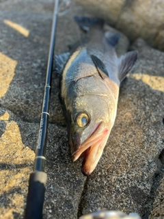 ヒラスズキの釣果