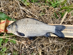 フナの釣果