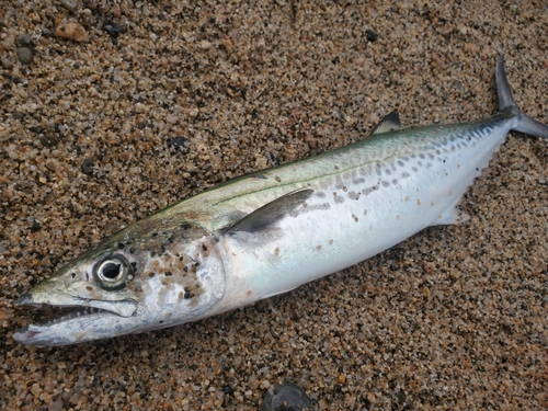 サゴシの釣果