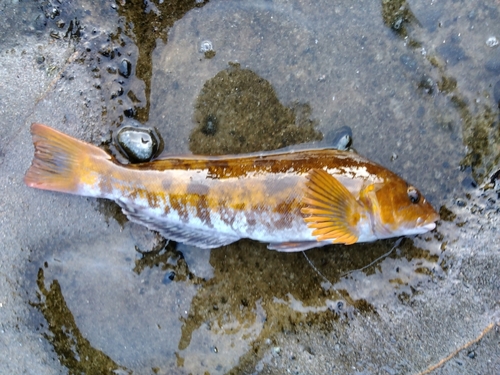 アイナメの釣果