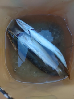 カマスの釣果