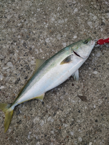 ヤズの釣果