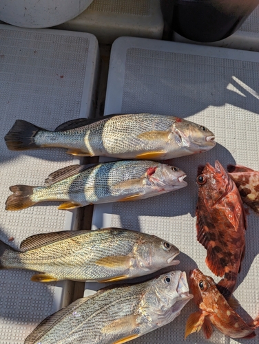 シログチの釣果