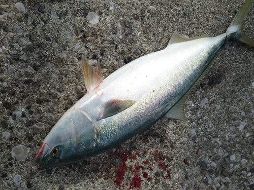 ヤズの釣果