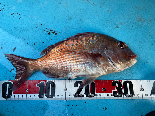 マダイの釣果