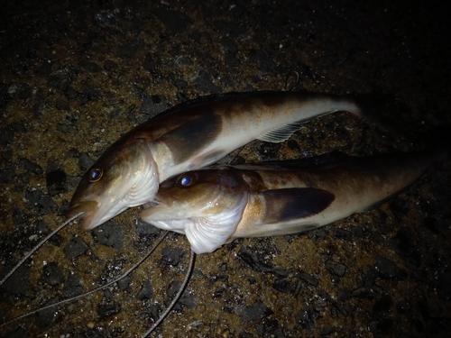 ホッケの釣果